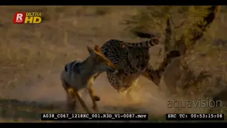 WS of a cheetah eating off springbok carcass then chases jackals away.