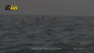 Courtship Display of an energetic pod of Common Dolphins highly breaching to the left.