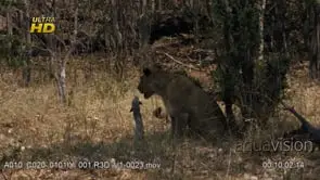 Pair of African Lion cubs walking, looking around, patrolling and hunting