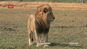 Magnificent male lion standing and looking around