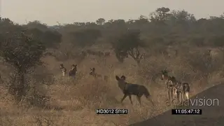 African Wild dog pack social behaviour playing hunting stalking jogging towards alerted.