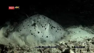 A night hunting giant reef stingray swims into frame from the side landing on the coral.