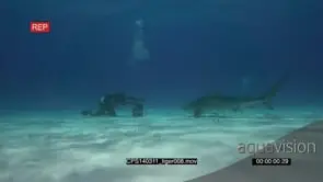 Tiger Sharks at bait bucket, swimming between Scuba Divers UW