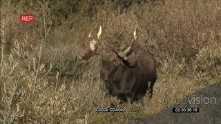 Male Moose standing and grazing then walks off WS