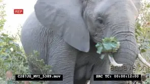 African Elephant breaking and eating branches LA CU