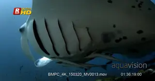 Cleaning station covered in fish while a reef Manta mouth and gills open being cleaned.