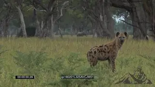 Spotted Hyena Standing looking at the camera and walks away PAN Across to another Hyena.