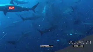 Blacktip Sharks and Skipjack Tuna attacking Sardine bait ball, lots of fish scales in…