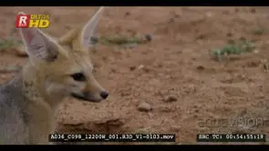 Close side shot of juvenile cape fox's cute face nervously smelling looking and…