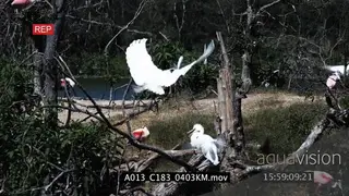 Flocks of Great Egrets and Roseate Spoonbills standing on trees moving and flapping wings.
