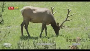 Elk standing, walking and grazing WS GREEN