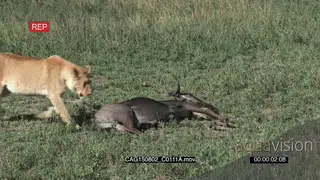 Blue Wildebeest laying dead on bushveld then African Lionesses walking to investigate it.