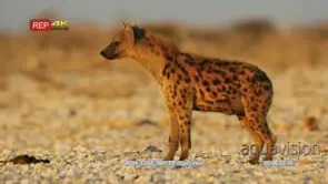 Spotted hyena walks through a dry rocky landscape