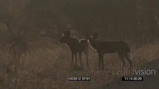 African Wild dogs surrounding Blue Wildebeest herd stalk chasing attacking trying to.