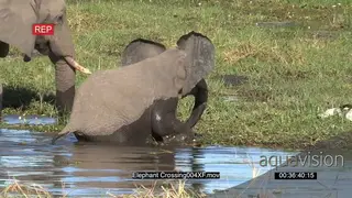 Elephant calf and the mother crossing a river in the Okavango Delta