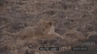Lion cub laying down on bushveld looking around and at camera MLS