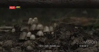 Fungus Mushrooms growing in forest GOOD LIGHT