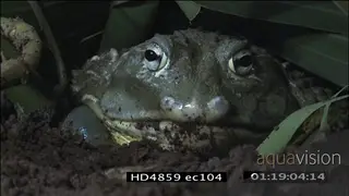 Bullfrog catching passing cricket MCU