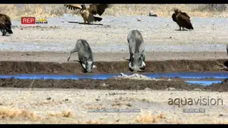 Warthogs drinking water while some vultures in the background