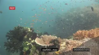 Camera moving through schools of varied sea fishes and Giant Kingfishes swimming…