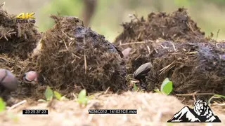 Dung beetles feeding in dung, creating dung balls MCU PAN SLOW FOCUS PULL