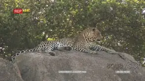 Leopard laying down on a rock looking around MLS HAND