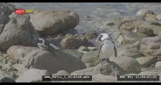 Slowmo African Penguin preening at the water edge, sunbathing, laying, sea, rocks.