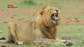 Young male lion displaying flehmen response