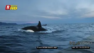 Orca Killer Whales porpoising in noway AW