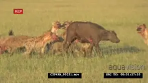 Hyena clan attack and kill young Buffalo BLOODY