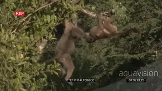 Two [2] Chacma Baboon kids play-fighting in tree