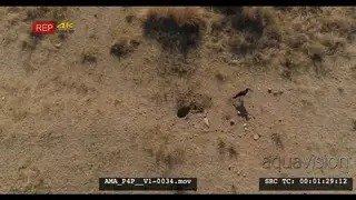 Aerial Drone Southern Ground Hornbills foraging general behaviour