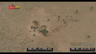 Aerial Drone Wildebeest herd running around bushveld landscape
