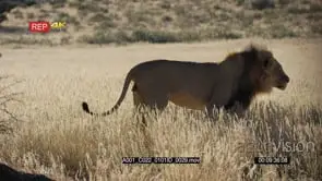 Male lion with its black mane walking on the grass at sunset and walkout of frame