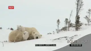 Polar bear cubs playing around mother resting trying to sleep