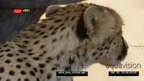 Close side view shot of young adult cheetah's
