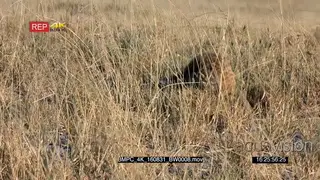 Meerkat foraging and feeding MWS