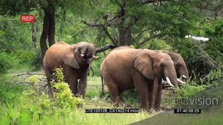 African Elephant herd standing and drinking water from a waterhole WS PROFILE