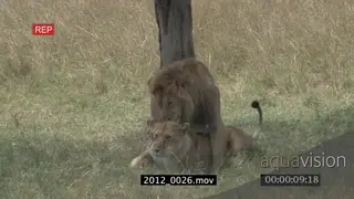 Male Lion and Lioness mating MCU