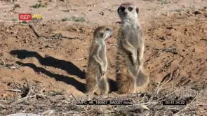 Meerkat mother and juvenile meerkat standing at their burrow