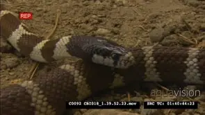California Kingsnake slivering around