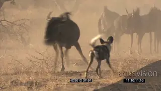 African Wild dog pack surrounding Blue Wildebeest herd stalk chasing attacking trying to.