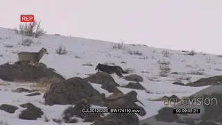 Gray Wolf running around on snowy prairie intimidated by Elk Antelope WS PAN WP