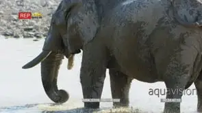 Elephant standing inside water bathing