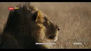 Close up side view shot of the face of a male lion with its black mane sitting up and.