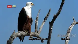 African Fish Eagle sitting on the dead tree looking around GENERAL BEHAVIOUR