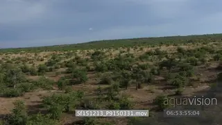 Aerial over Mashatu bushveld Giraffe looking running through bushes