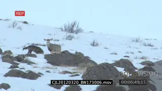 Elk Antelope and Gray Wolf on snowy prairie displaying hunting behaviour WS PAN