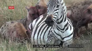 Spotted hyena clan takedown pregnant Zebra, feed on female alive