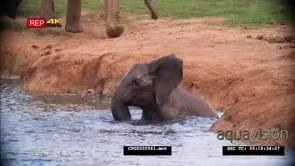 African Elephant Calf Bathing and playing in the Water